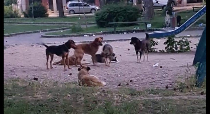 Kakanj: Prijavljen novi napad psa lutalice na dijete