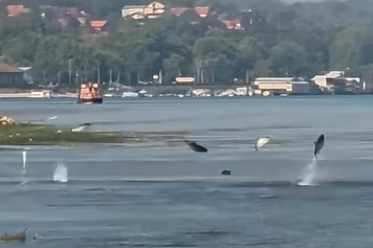 Nevjerojatan prizor na Dunavu: Deseci tostolobika iskakali iz vode poput raketa