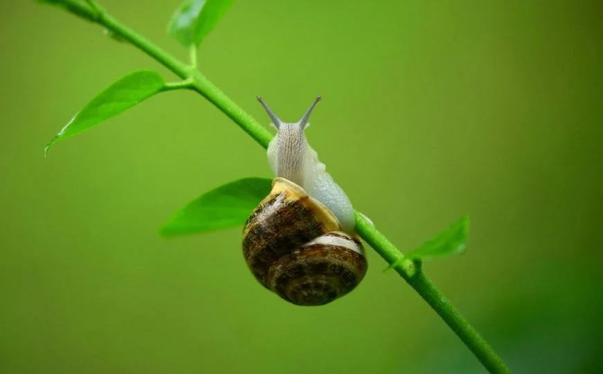 Kako se riješiti puževa? Ova metoda je dostupna svima