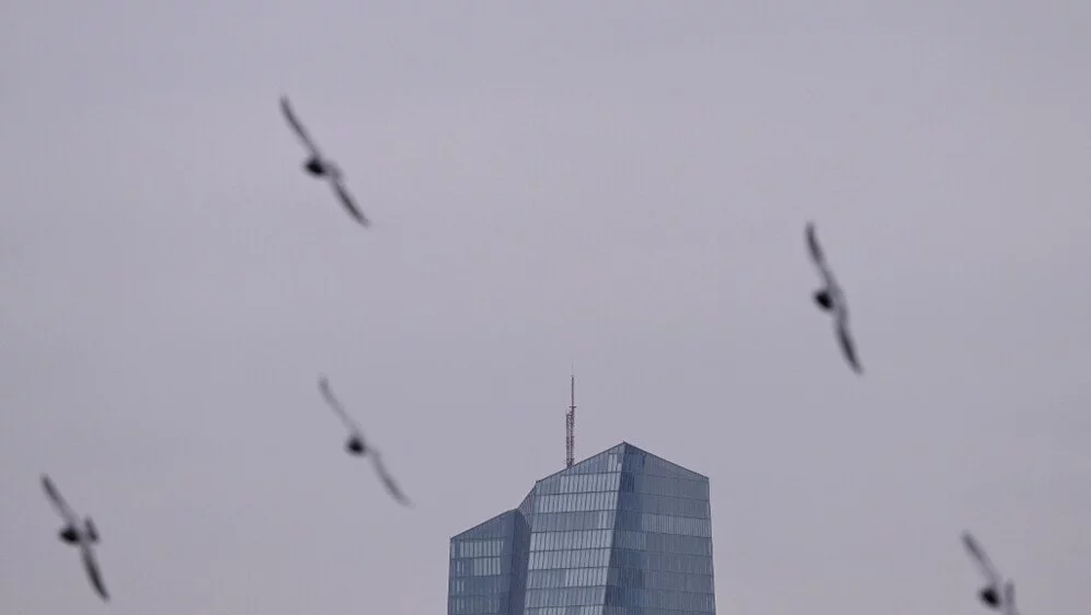 U Njemačkoj horor, ptice padaju s neba