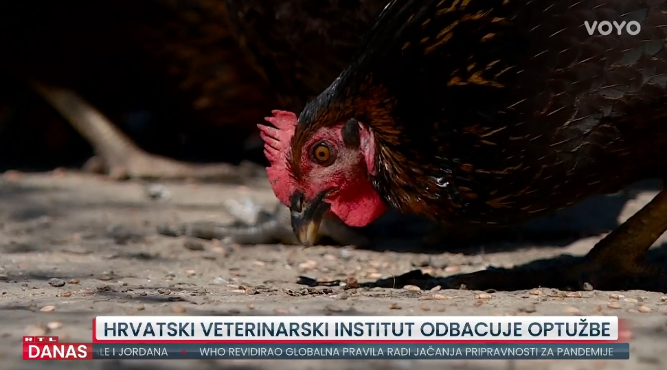 Hrvatski ‘kralj jaja’ mora ubiti 163.000 koka nesilica: “Nalaz o salmoneli je namješten”