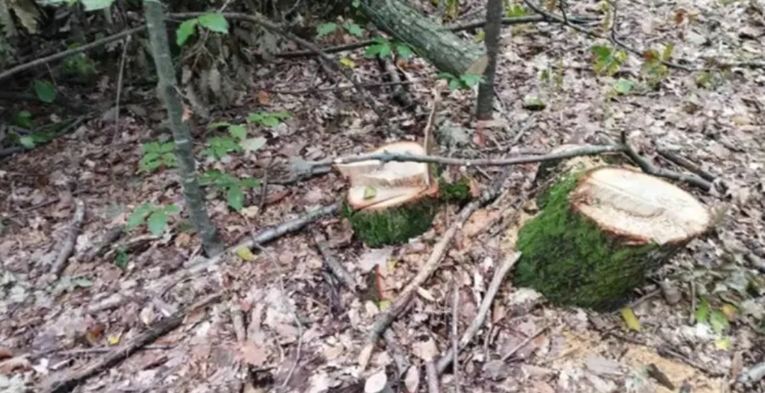 Uhapšen u akciji “Kozara” zbog sječe drva