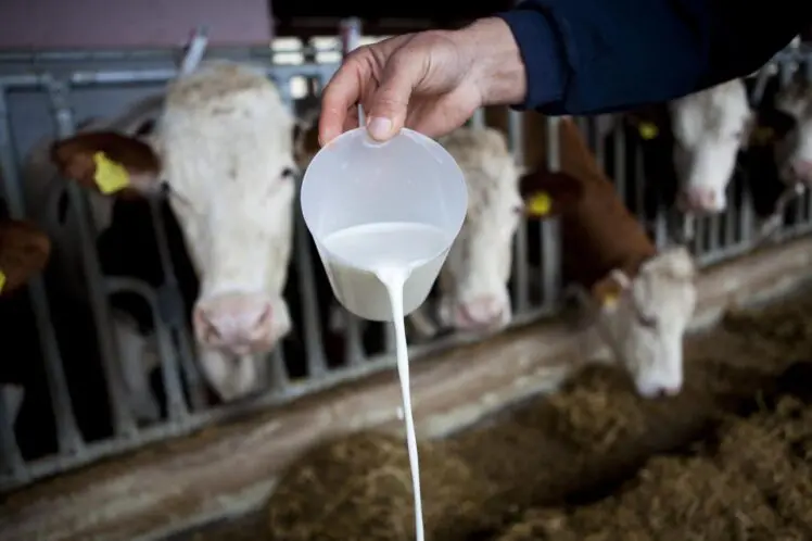 Uvoz mlijeka i mliječnih proizvoda u BiH: lažni sirevi preplavili police, farmeri upozoravaju na prevaru