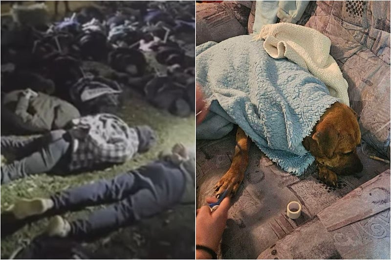 Derventa: na licu mjesta uhapšeno 14 osoba koje su organizirale borbe pasa